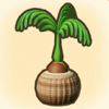 Coconut Plant