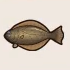 Flounder