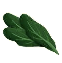 Spinach