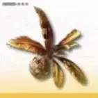 Blighted Jadeleaf Item