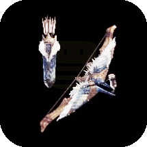 Pulsar Bow I Bow Image