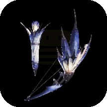 Legia Snowfletcher Bow Image