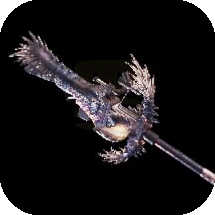 Nergal Splitter Bowgun Image