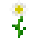 Oxeye Daisy Icon