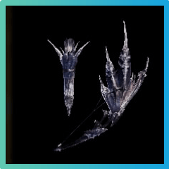 Mist Glacia Bow Image