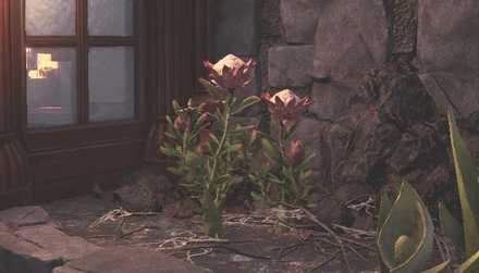 Ancient Forest Plant 1 Image