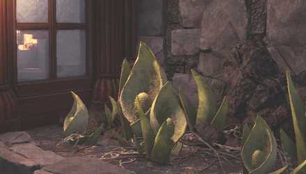 Hoarfrost Reach Plant 2 Image