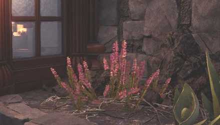 Wildspire Wastes Plant 2 Image