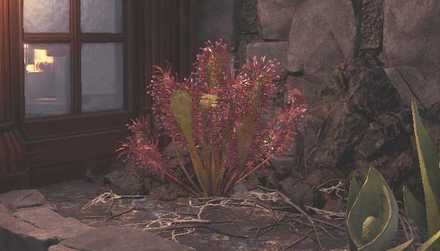 Rotten Vale Plant 1 Image