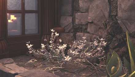 Hoarfrost Reach Plant 1 Image