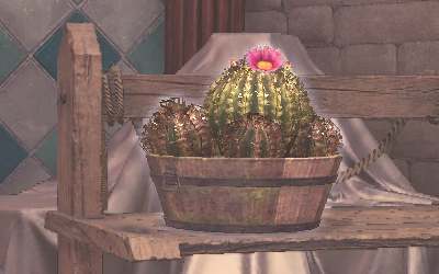 Potted Cactus Image