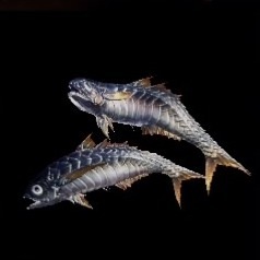 Whetfish Sabers Layer Image