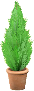 Cypress Plant Image