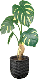 Monstera Image