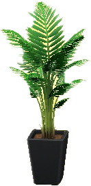 Fan Palm Image