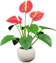 Anthurium Plant Image