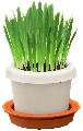 Cat Grass Image