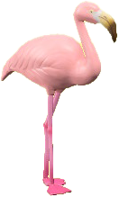 The Natural version of Mr. Flamingo
