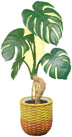 The Yellow version of Monstera