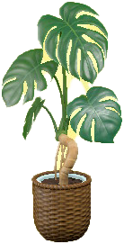 The Brown version of Monstera