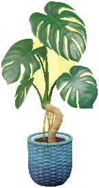 The Blue version of Monstera