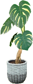 The White version of Monstera