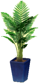 The Blue version of Fan Palm