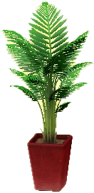 The Red version of Fan Palm