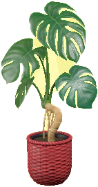 The Red version of Monstera