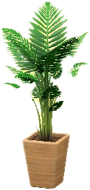 The Brown version of Fan Palm