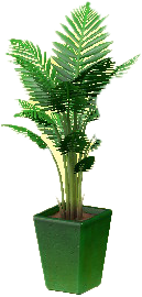 The Green version of Fan Palm