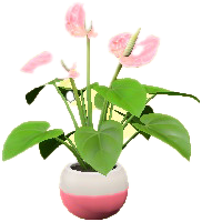 The Pink version of Anthurium Plant