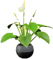 The Black version of Anthurium Plant