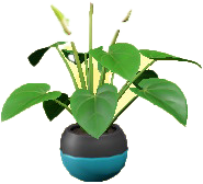 The Light Blue version of Anthurium Plant