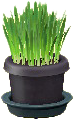 The Black version of Cat Grass