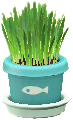 The Light Blue version of Cat Grass
