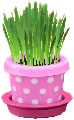 The Pink version of Cat Grass