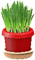 The Red version of Cat Grass