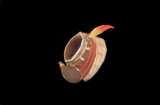 C Kulu-Ya-Ku Scarf Image