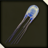 LAD IW - Box Jellyfish