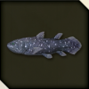 LAD IW - Coelacanth