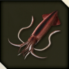 Squid