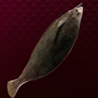 Surf Flounder Icon