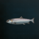 Stellar Blade -  Salmon