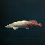 Stellar Blade -  Pirarucu