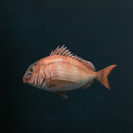 Stellar Blade -  Red Seabream