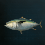 Stellar Blade -  Pacific Bluefin Tuna