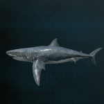 Stellar Blade -  Great White Shark