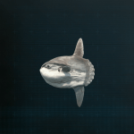 Stellar Blade -  Ocean Sunfish